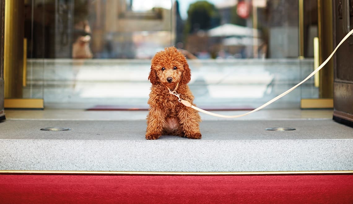För dig som reser med hund