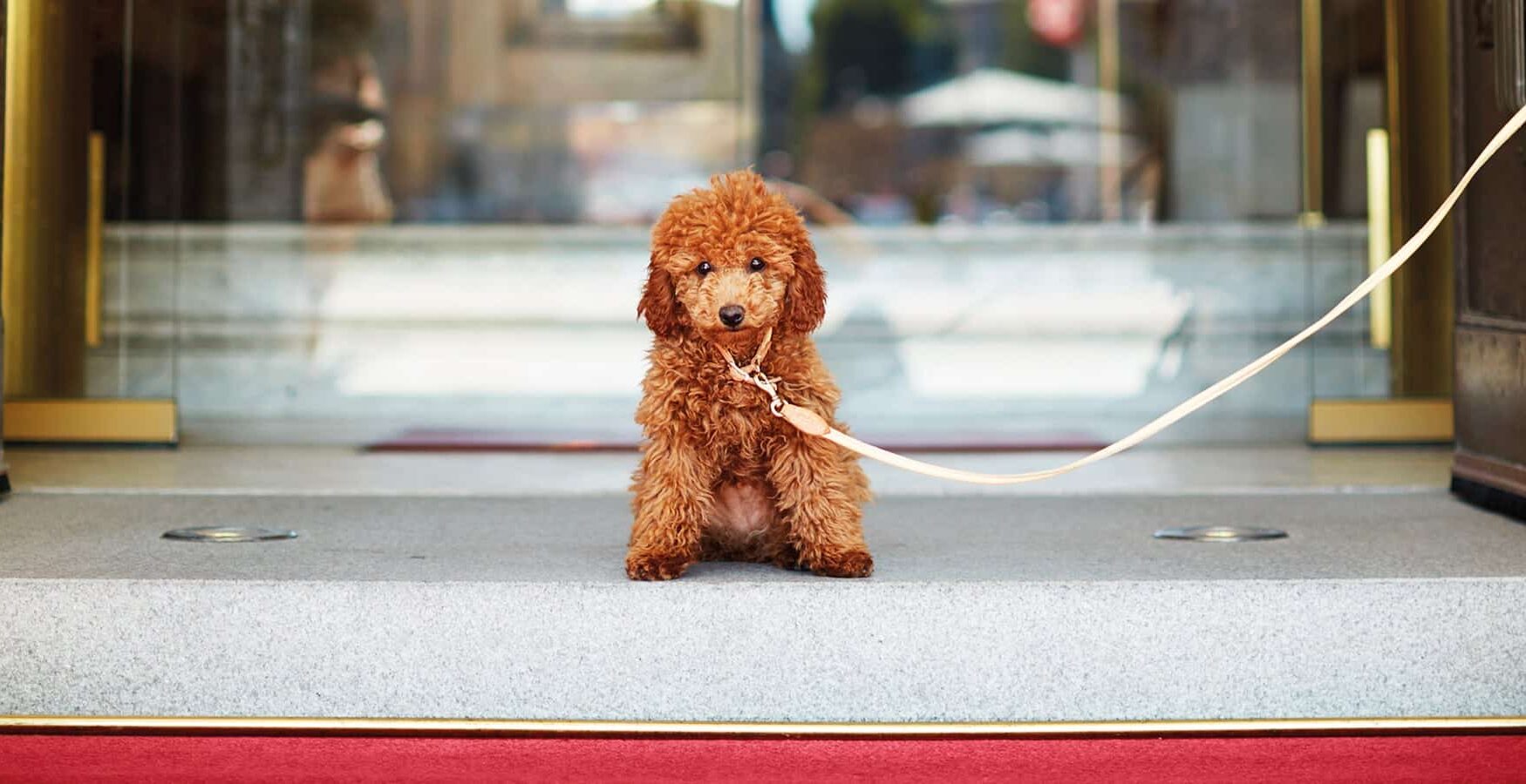 VIP (Very Important Pet) Package